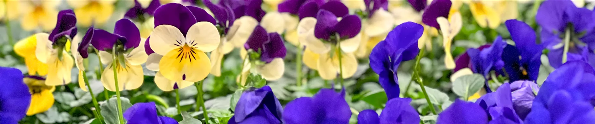 Beet- und Balkonpflanzen